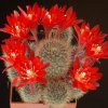 Rebutia_fulviseta